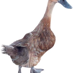 Bebek Kampung (1 ekor)